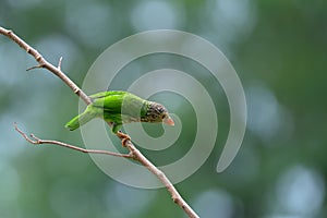 Lineated Barbet bird Megalaima lineata perching on the branch, background