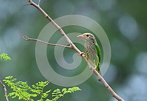 Lineated Barbet bird Megalaima lineata perching on the branch, background