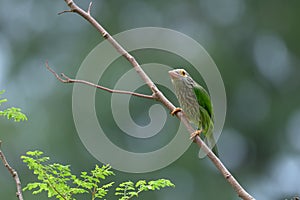 Lineated Barbet bird Megalaima lineata perching on the branch, gren background