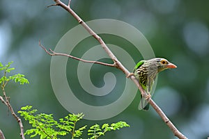 Lineated Barbet bird Megalaima lineata perching on the branch, gren background