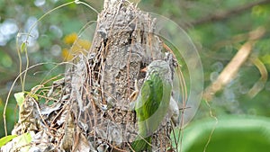 Lineated Barbet bird are penetrating the tree find insects.