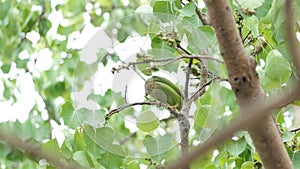 Lineated barbet bird in tropical rain forest.