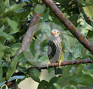 Lineated Barbet (Megalaima Lineata)