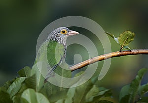 Lineated Barbet (Megalaima Lineata)