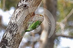 Lineated Barbet Megalaima lineata Birds nesting holes in tree