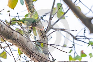 Lineated Barbet perching on Bo tree twisting its head