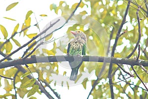 Lineated barbet psilopogon lineatus perching on a tree in autumn season