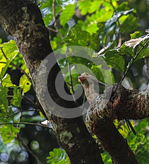 Lineated barbetScientific name: Megalaima lineata