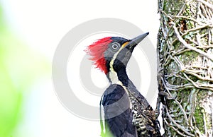 Lineated Woodpecker Dryocopus lineatus going up a tree trunk photo