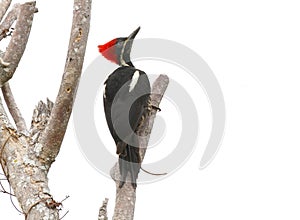 Lineated Woodpecker Dryocopus lineatus photo