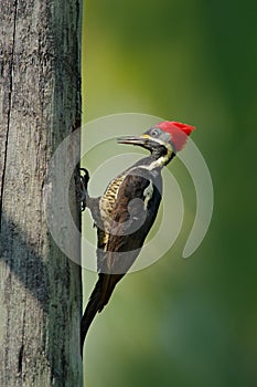 Lineated woodpecker, Dryocopus lineatus, sitting on branch with nest hole, bird in nature habitat, Costa Rica. Woodpecker from Cos