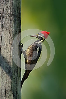 Lineated woodpecker, Dryocopus lineatus, sitting on branch with nest hole, bird in nature habitat, Costa Rica. Woodpecker from Cos photo