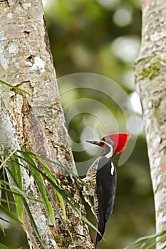 Lineated Woodpecker - Dryocopus lineatus sitting on tree in tropical mountain rain forest in Costa Rica, big woodpecker, red beak