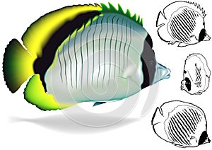 Lined Butterflyfish Set