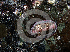 Lined chiton photo