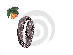 Lined coffee beans from small coffee beans and an orange hibiscus flower on a white background, copy space