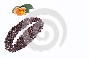 Lined coffee beans from small coffee beans and an orange hibiscus flower on a white background, copy space, organic