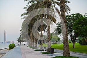 Lined Date palm trees in Creek park