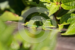 Lined Day Geckos phelsuma Lineata Lineata