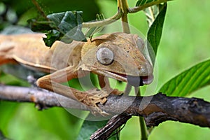 Lined flat-tail gecko photo