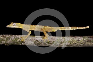 Lined Flat-tail Gecko (Uroplatus lineatus) photo