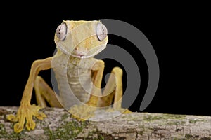 Lined Flat-tail Gecko (Uroplatus lineatus) photo