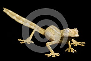 Lined Leaf Tail Gecko