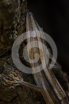 Lined Leaf-tail Gecko - Uroplatus lineatus