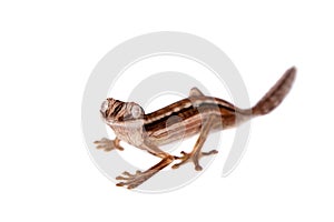 Lined Leaf-tail Gecko, Uroplatus lineatus on white