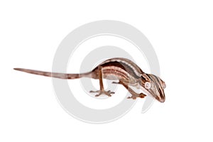 Lined Leaf-tail Gecko, Uroplatus lineatus on white photo