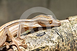 Lined Leaf-Tailed Gecko