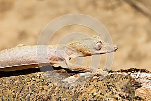 Lined leaf-tailed gecko