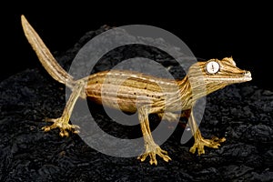 Lined leaf-tailed gecko (Uroplatus lineatus) photo