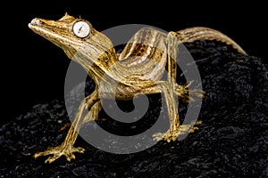 Lined leaf-tailed gecko (Uroplatus lineatus)