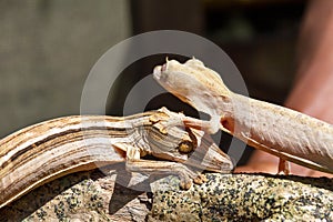 Lined Leaf-Tailed Geckos