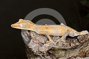 Lined leaftail gecko, marozevo