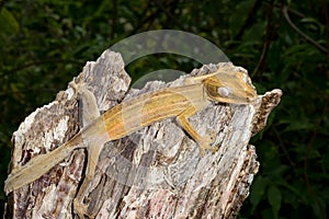 Lined leaftail gecko, marozevo