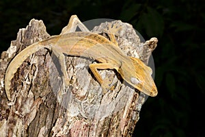 Lined leaftail gecko, marozevo
