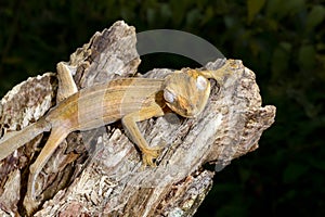 Lined leaftail gecko, marozevo