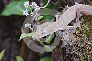 Lined leaftail gecko (Uroplatus), madagascar