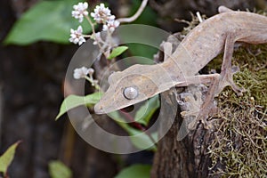 Lined leaftail gecko (Uroplatus), madagascar