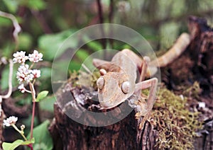 Lined leaftail gecko (Uroplatus), madagascar