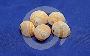 Lined moon snail-Tanea lineata seashells