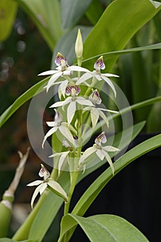 Lined Petal Prosthechea Orchid