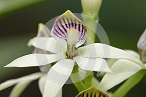Lined Petal Prosthechea Orchid