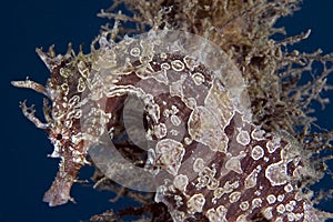 Lined Seahorse