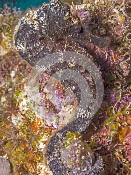 Lined seahorse,Hippocampus erectus