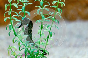 Lined seahorse Hippocampus erectus