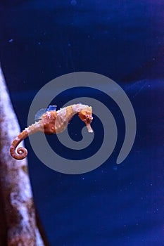 Lined seahorse Hippocampus erectus