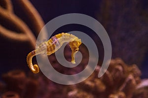 Lined seahorse Hippocampus erectus